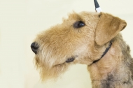 Airedale terrier Diana